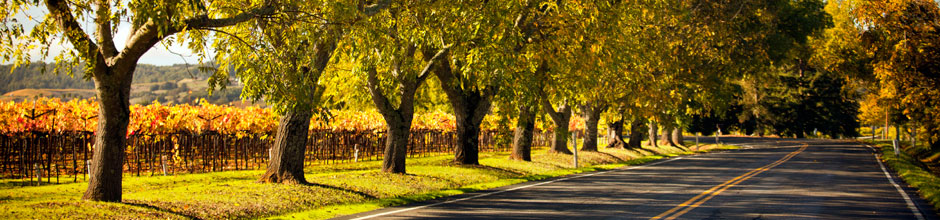 road and trees